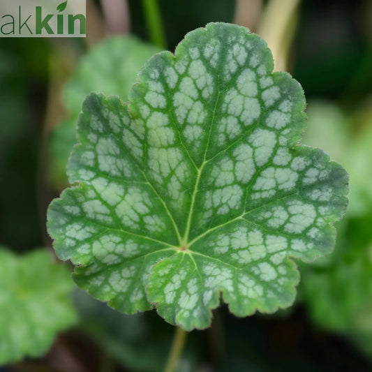 Heuchera americana 'Dales Strain' 9cm One Click Plants