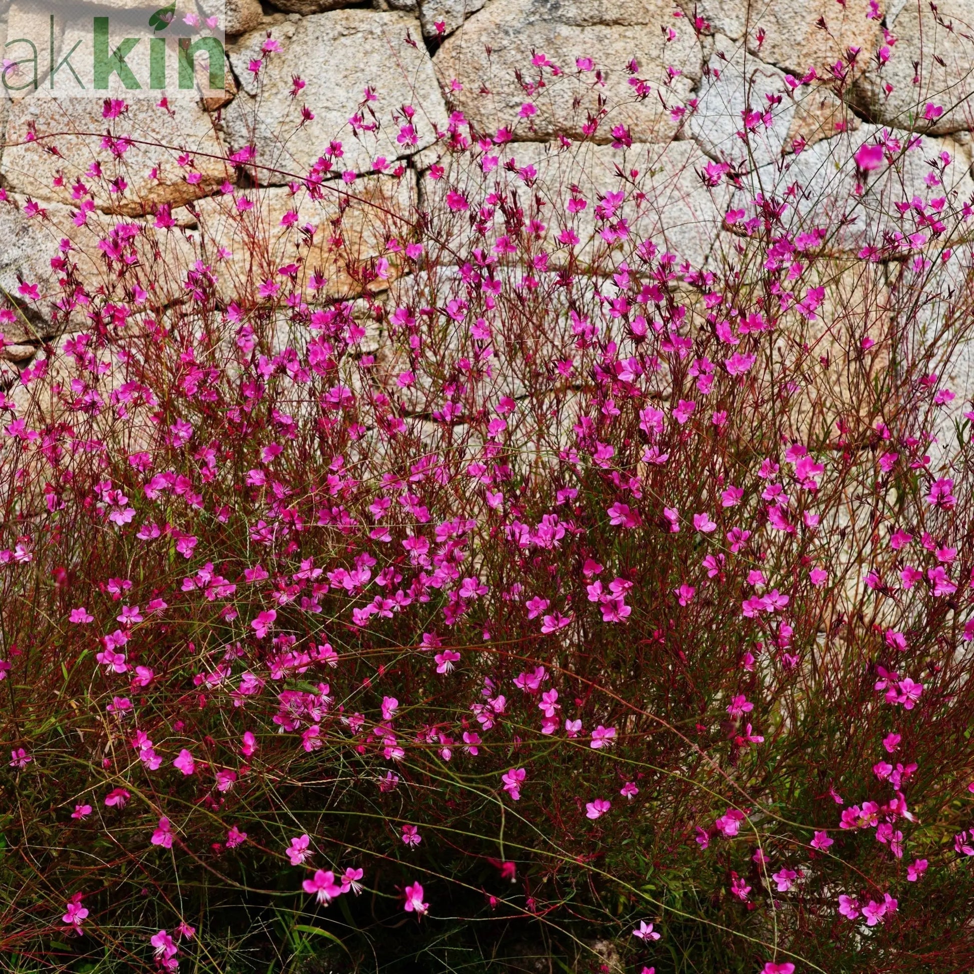 Gaura lindheimeri 'Pink Bouquet' 9cm / 2L One Click Plants