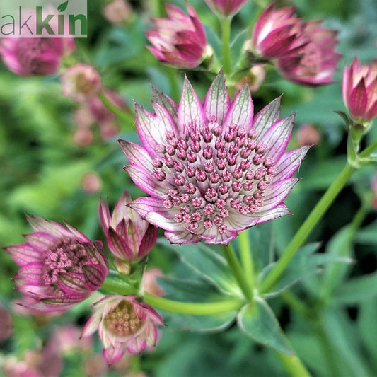 Astrantia 'Star of Beauty' 2L One Click Plants