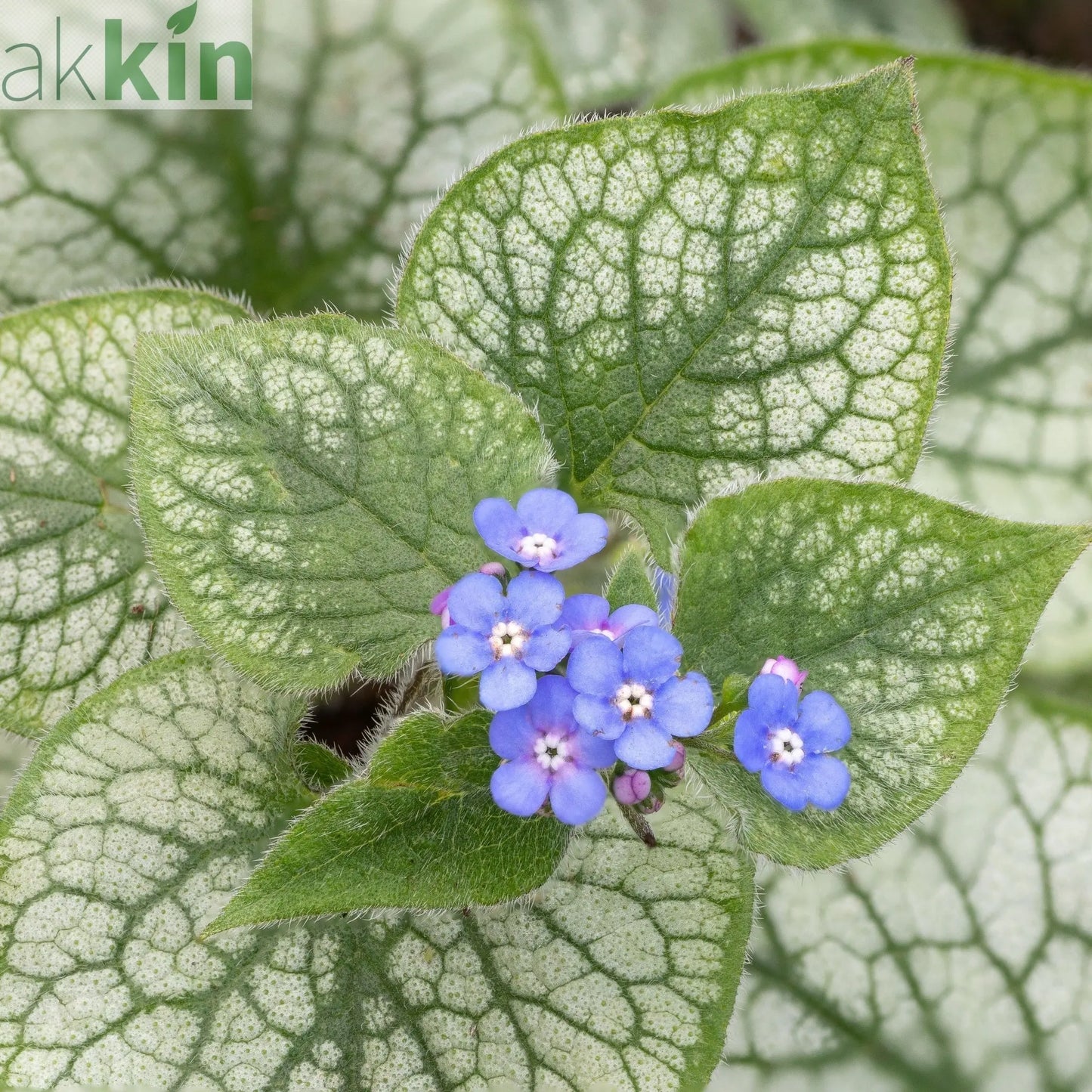 Brunnera Macrophylla Alexandria 2L One Click Plants