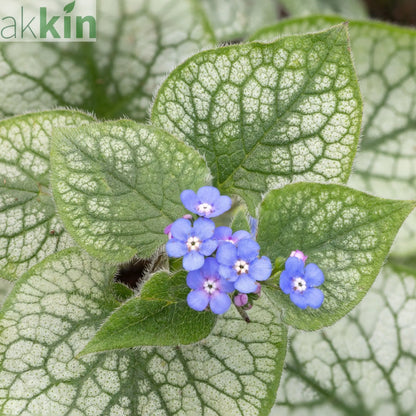 Brunnera Macrophylla Alexandria 2L One Click Plants