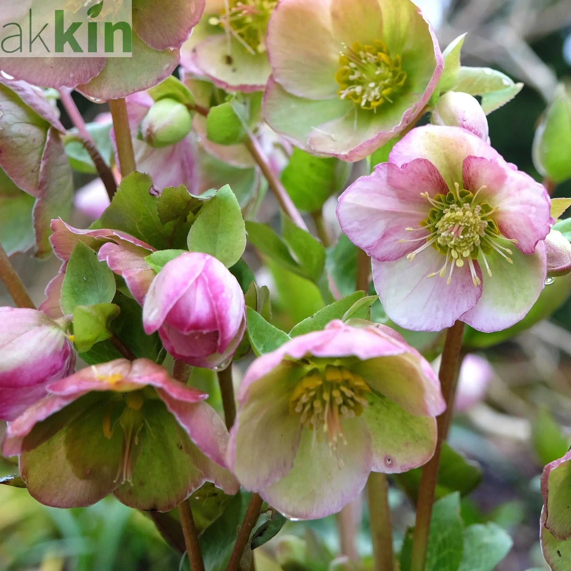 Hellebore 'Glenda's Gloss' 1L One Click Plants