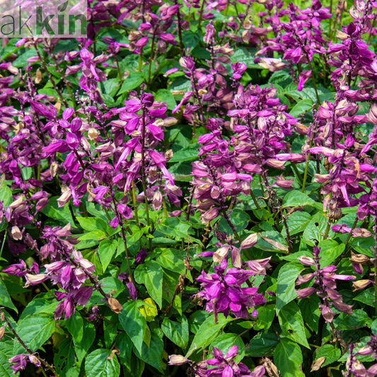 Salvia 'Love and Wishes' 9cm One Click Plants