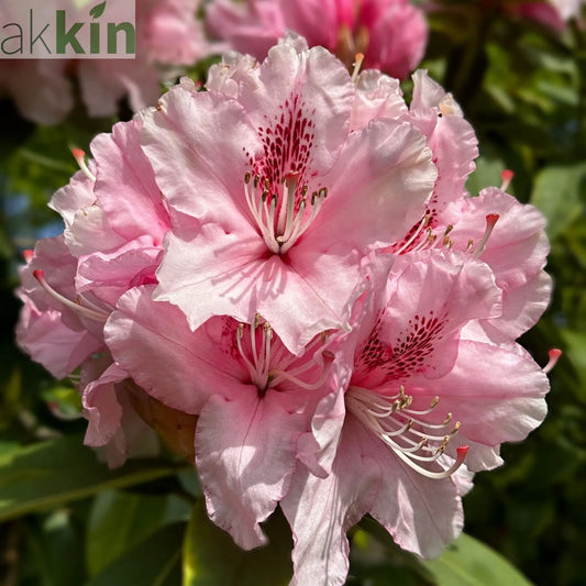 Rhododendron hybride 'Dr. A Schweitzer' 5L (60-70cm inc. pot) One Click Plants