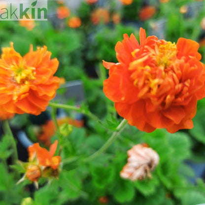 Geum 'Orange Pumpkin' 2L One Click Plants