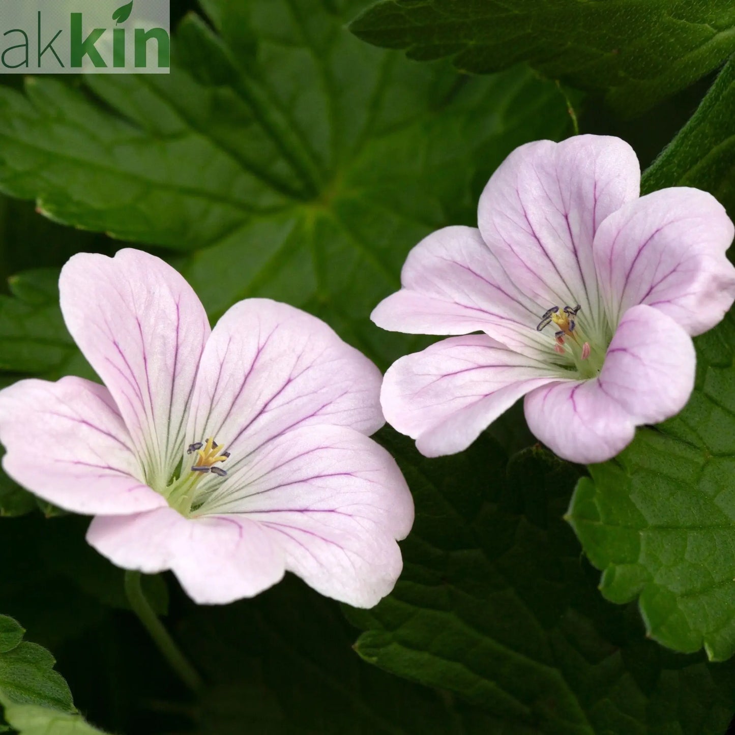 Geranium 'Dreamland' 9cm/2L One Click Plants