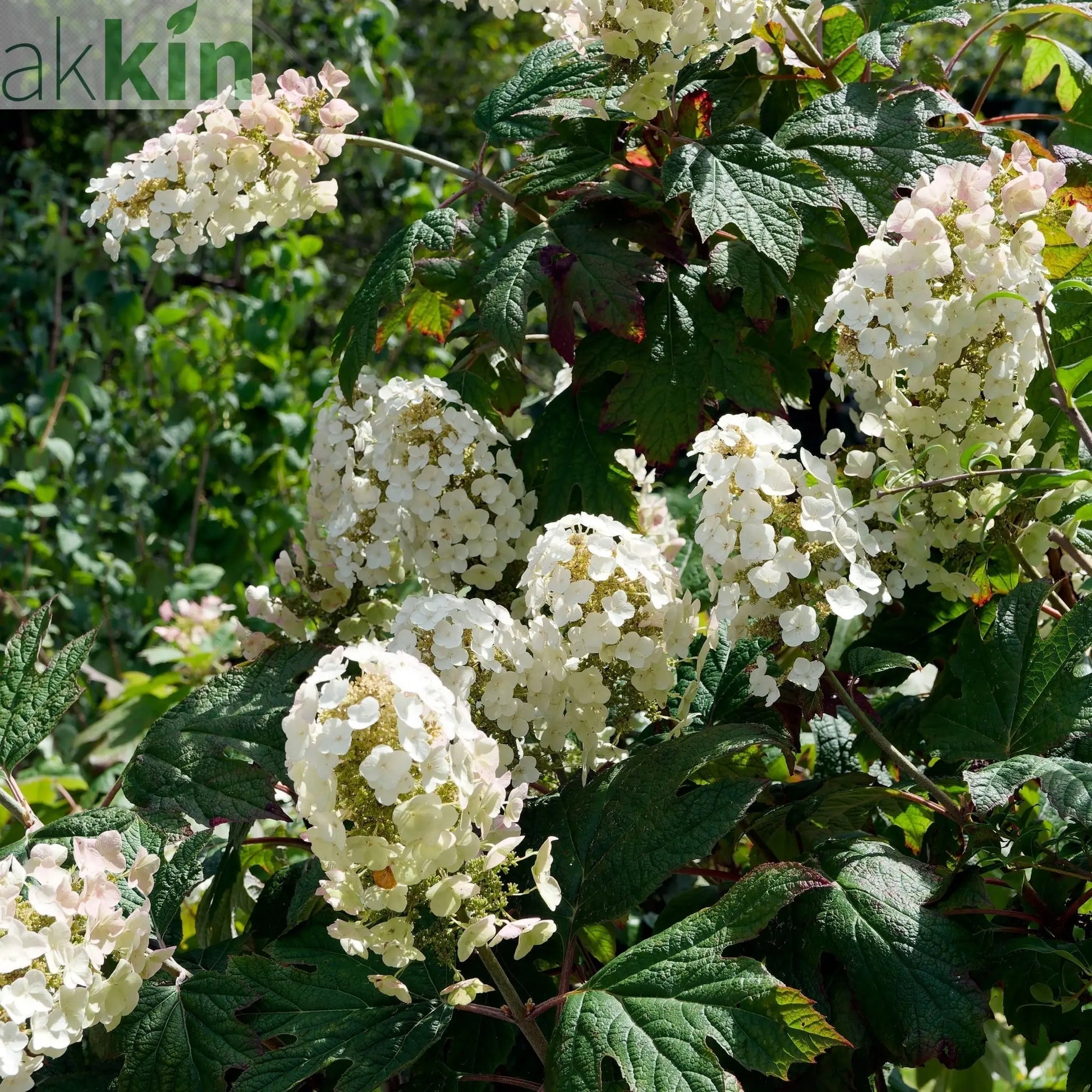 Hydrangea quercifolia 'Burgundy' (Oak Leaf Hydrangea) - 2.5L One Click Plants
