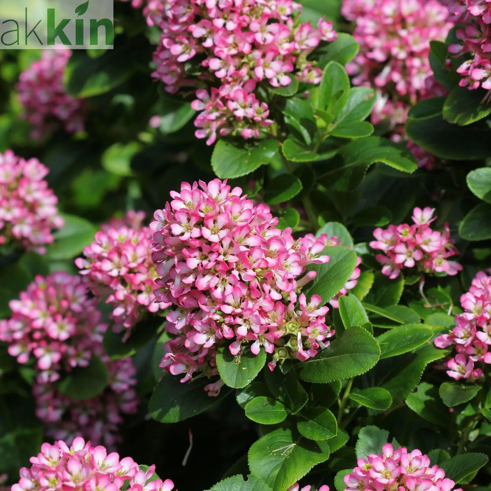 Escallonia 'Pink Elle' 9cm One Click Plants