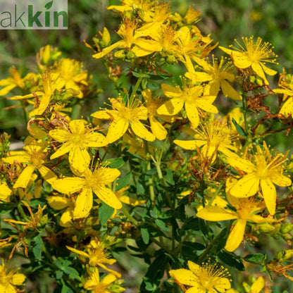 Hypericum 'Mirable Blizz' 2L One Click Plants