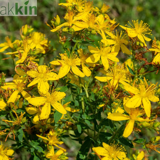 Hypericum 'Mirable Blizz' 2L One Click Plants