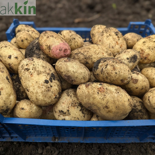 Maris Piper Seed Potatoes 2KG One Click Plants