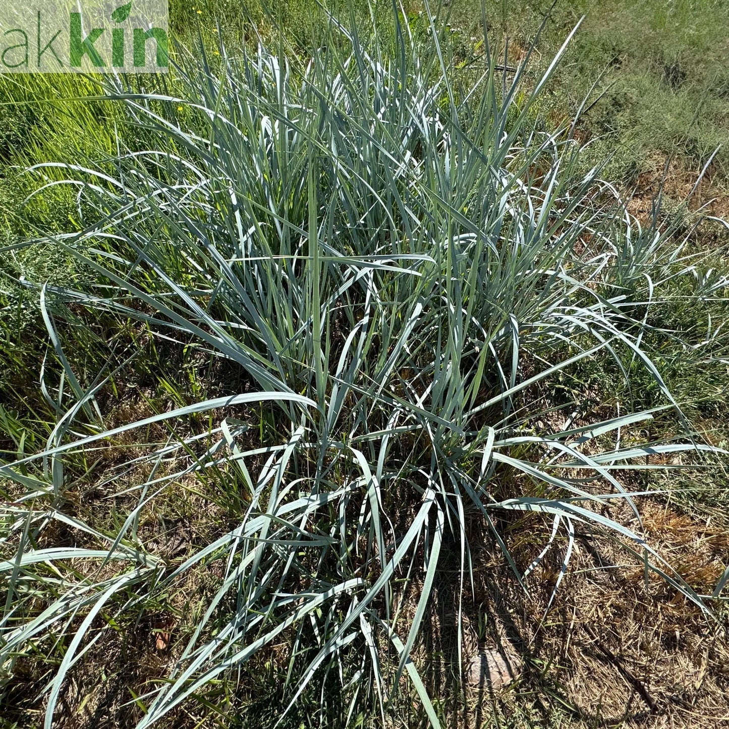 Elymus magellanicus 9cm One Click Plants