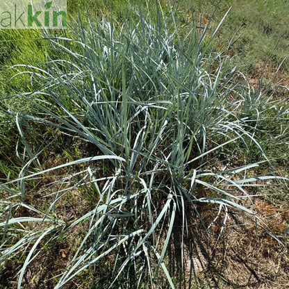 Elymus magellanicus 9cm One Click Plants