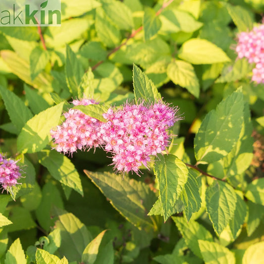 Spiraea Double Play 'Gold' 3L One Click Plants