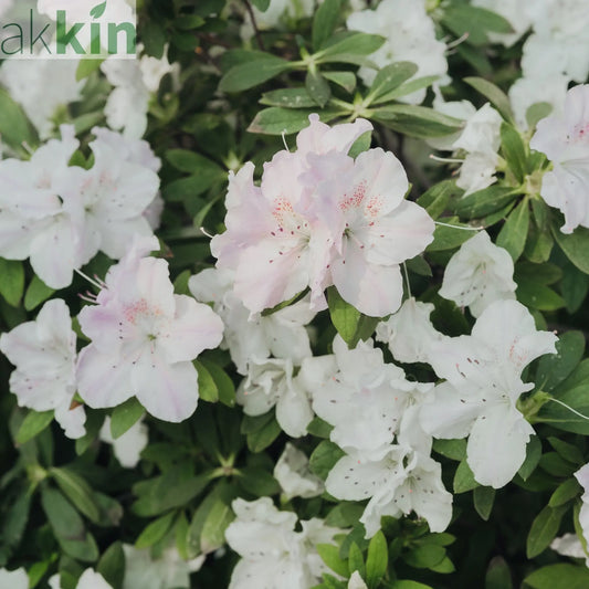 Azalea 'Hendrik's White' 2L One Click Plants