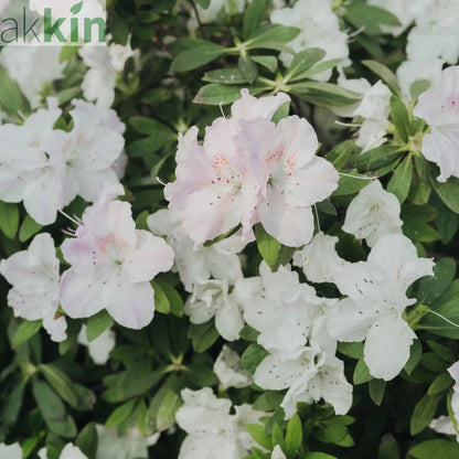 Azalea 'Hendrik's White' 2L One Click Plants