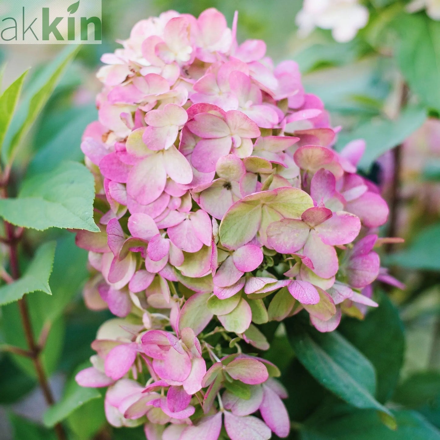 Hydrangea paniculata 'Bonfire' 9cm One Click Plants