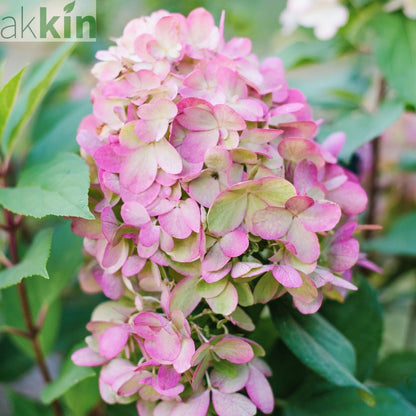 Hydrangea paniculata 'Bonfire' 9cm One Click Plants