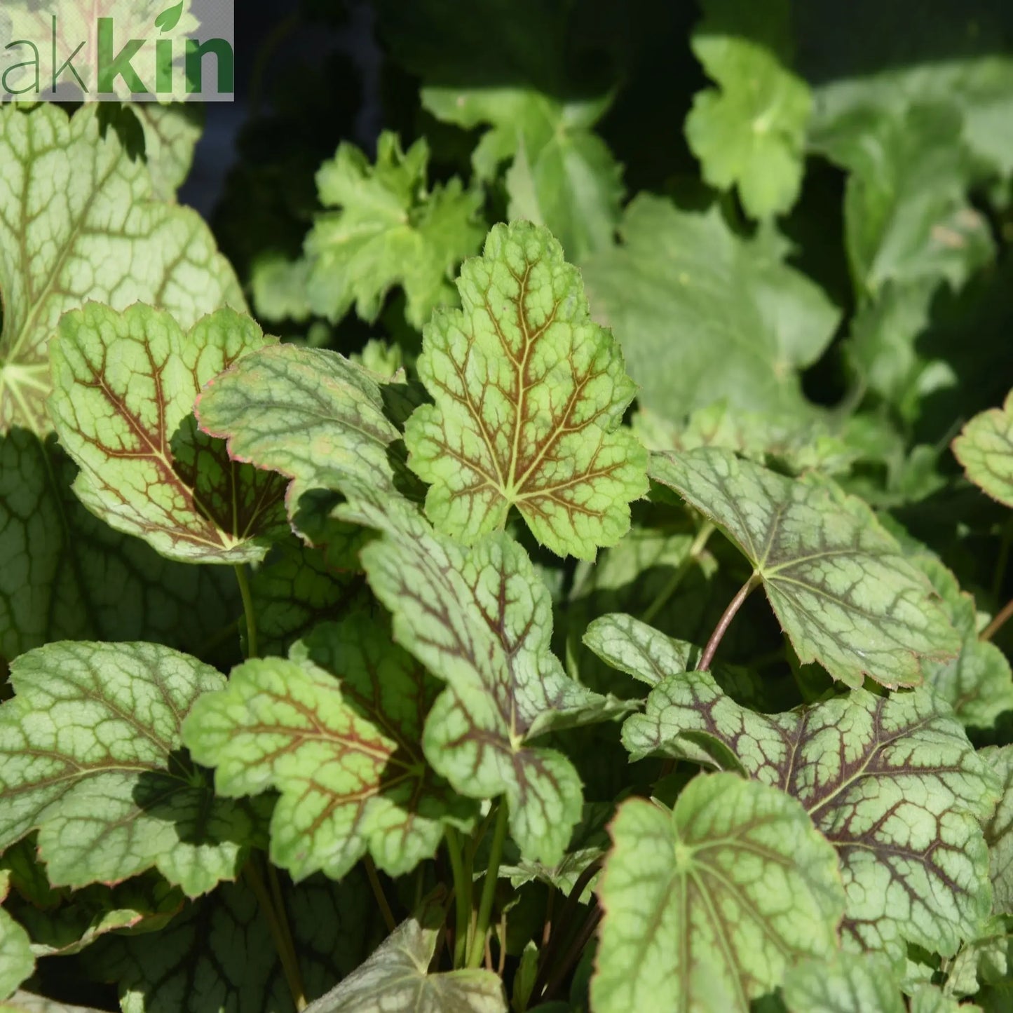 Heuchera ameicana Marvellous Marble 9cm One Click Plants