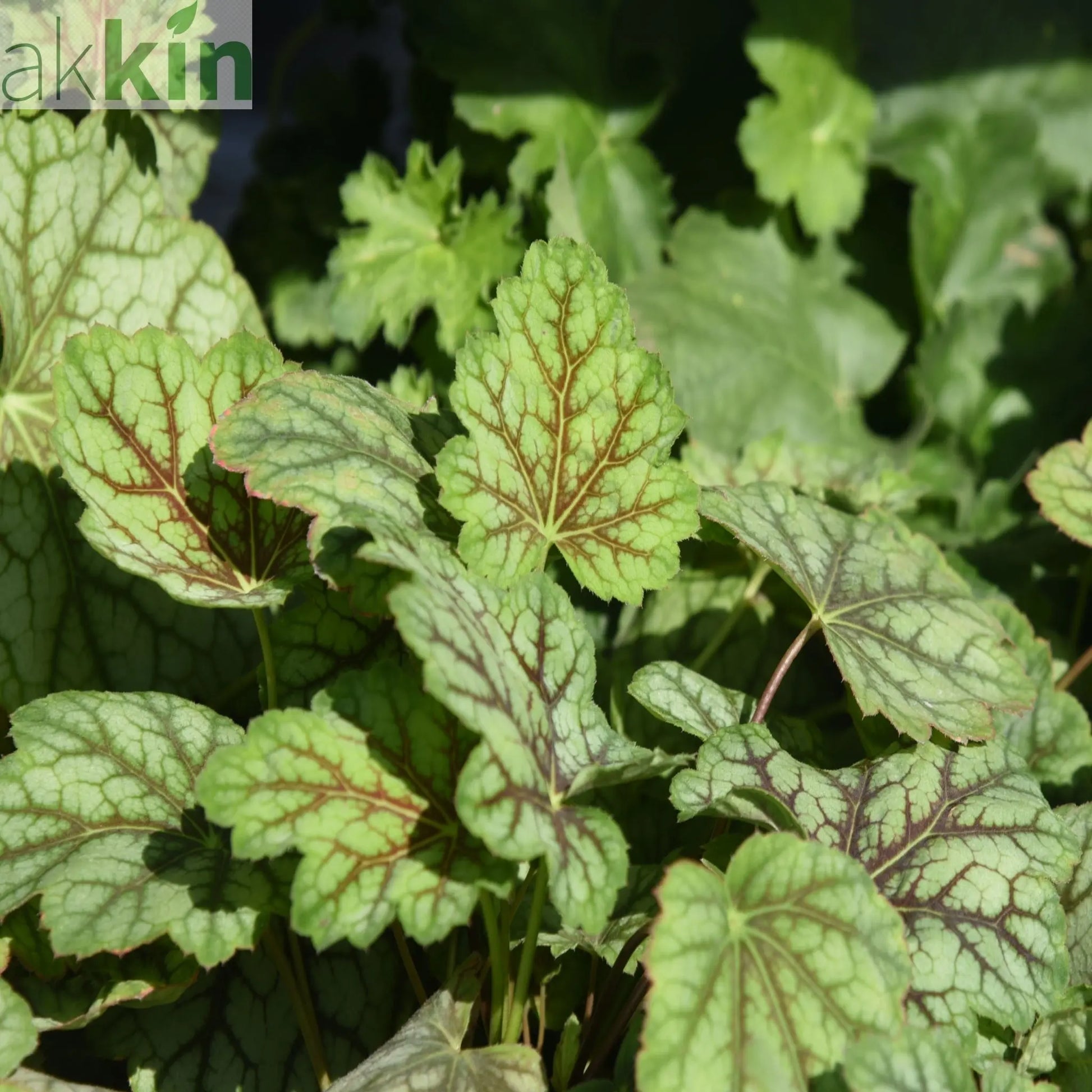 Heuchera ameicana Marvellous Marble 9cm One Click Plants