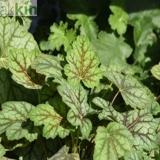 Heuchera ameicana Marvellous Marble 9cm One Click Plants