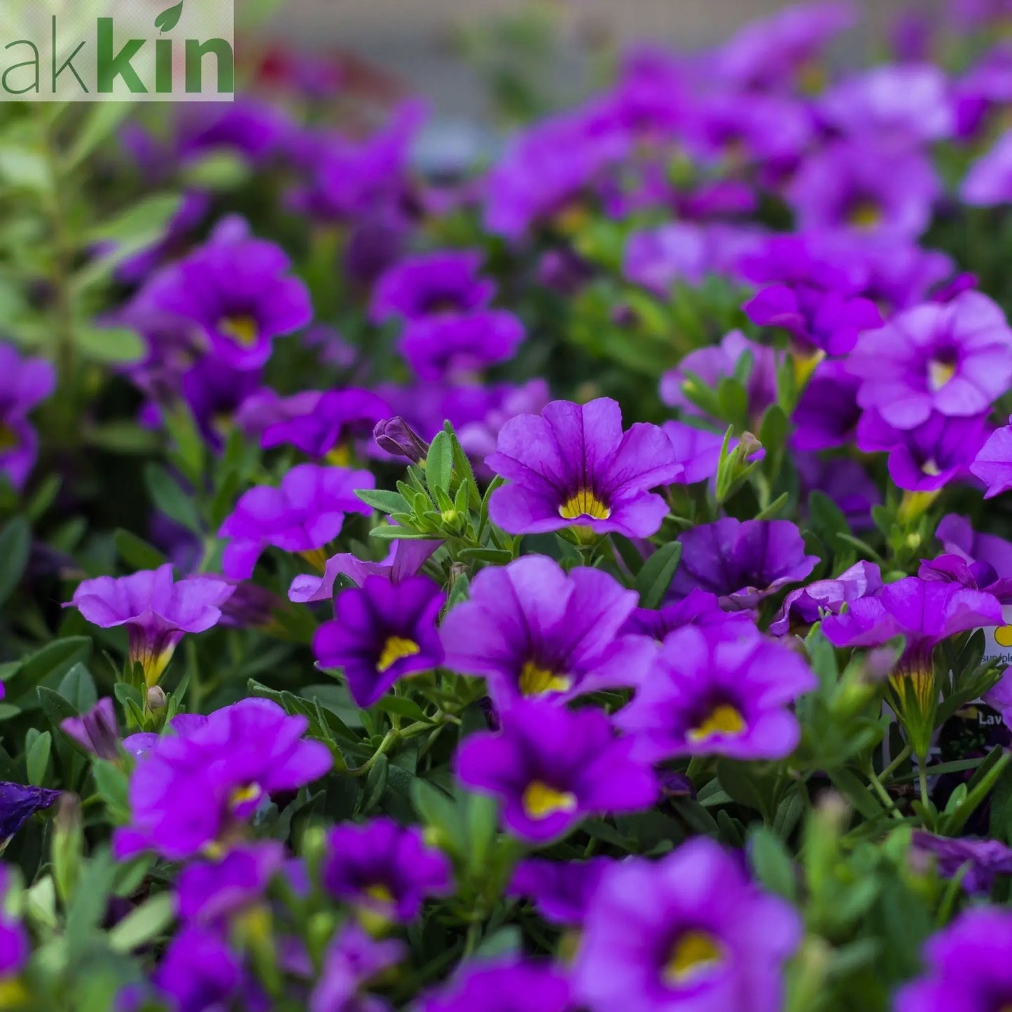 Calibrachoa Purple (Million bells) 9cm Pot One Click Plants