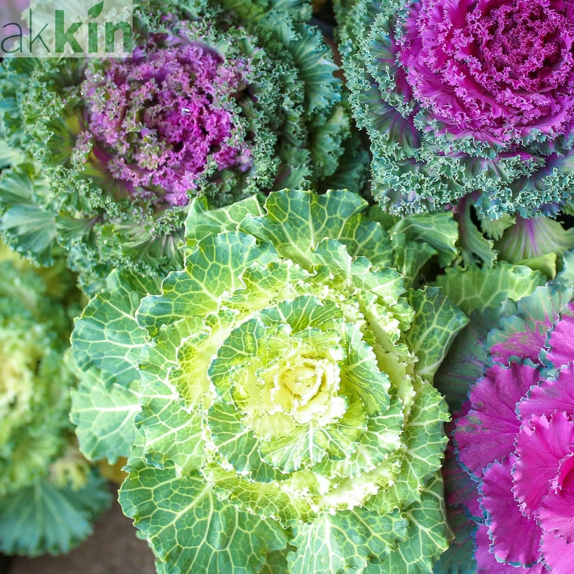 Ornamental Brassica Cabbage (3 Plants in 12cm Pots) One Click Plants
