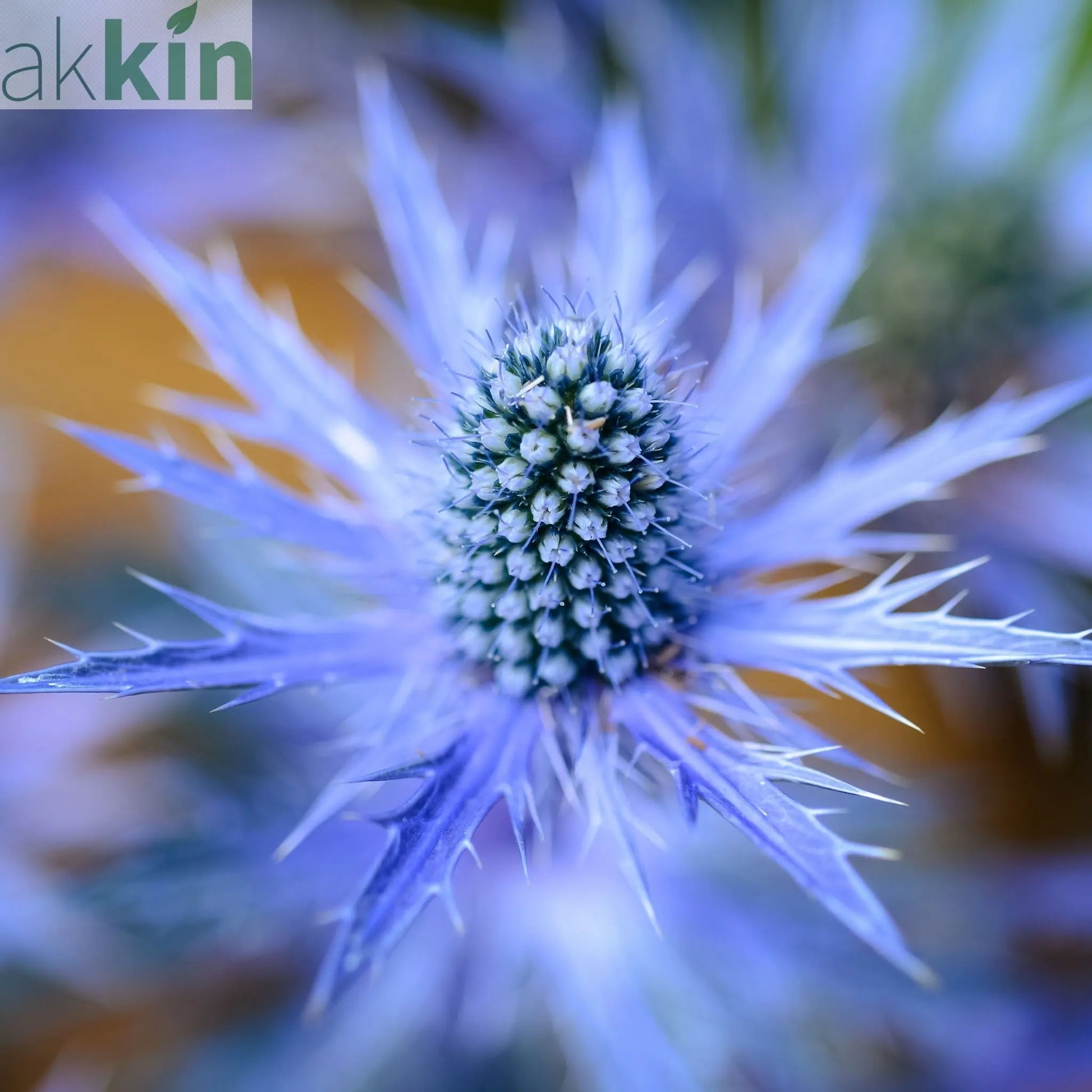 Eryngium x zabelii Jos Eijking (9cm Pot) One Click Plants