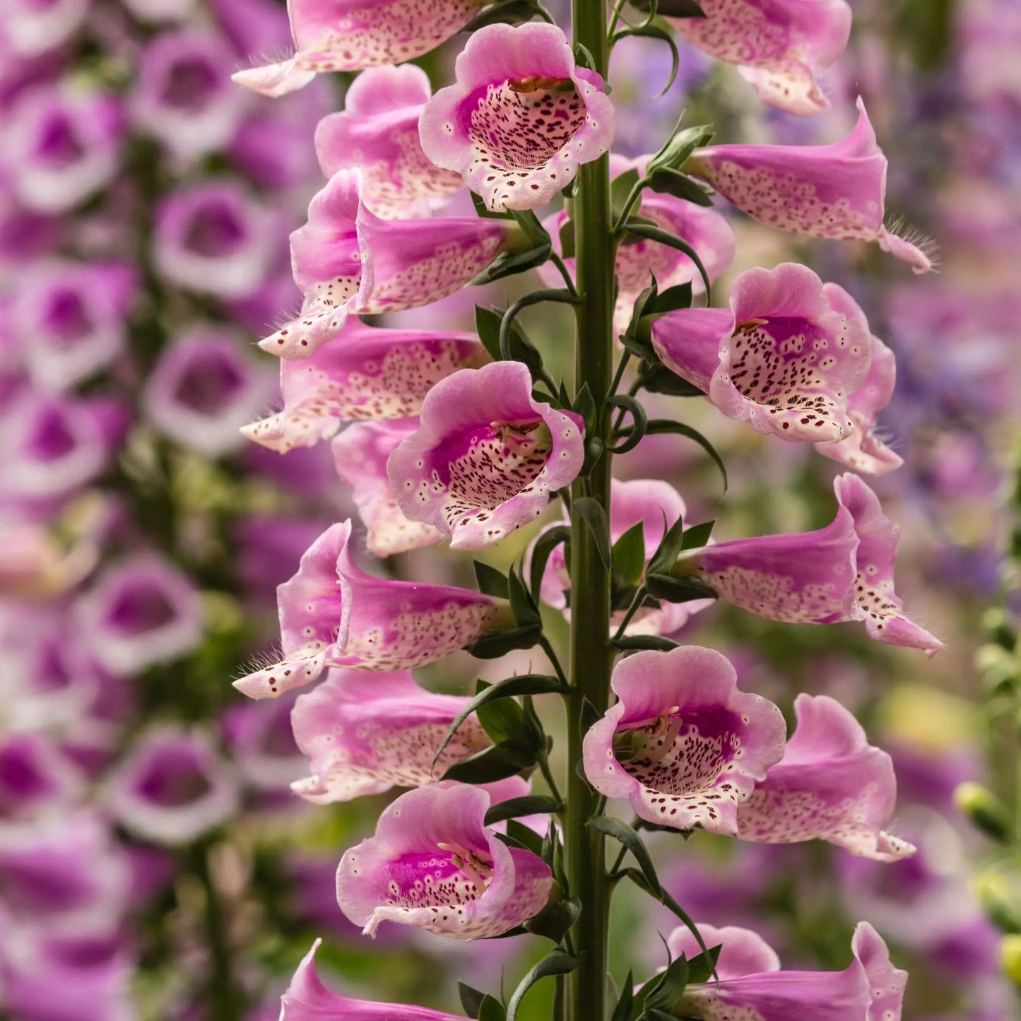 Foxgloves Digitalis 'Rose Ivory' 3L One Click Plants