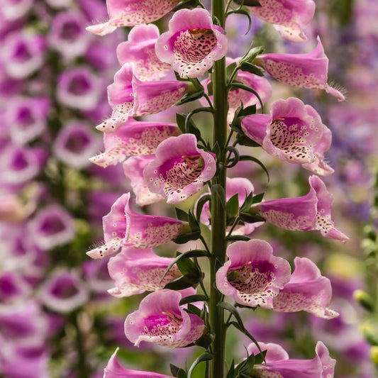 Foxgloves Digitalis 'Rose Ivory' 3L One Click Plants