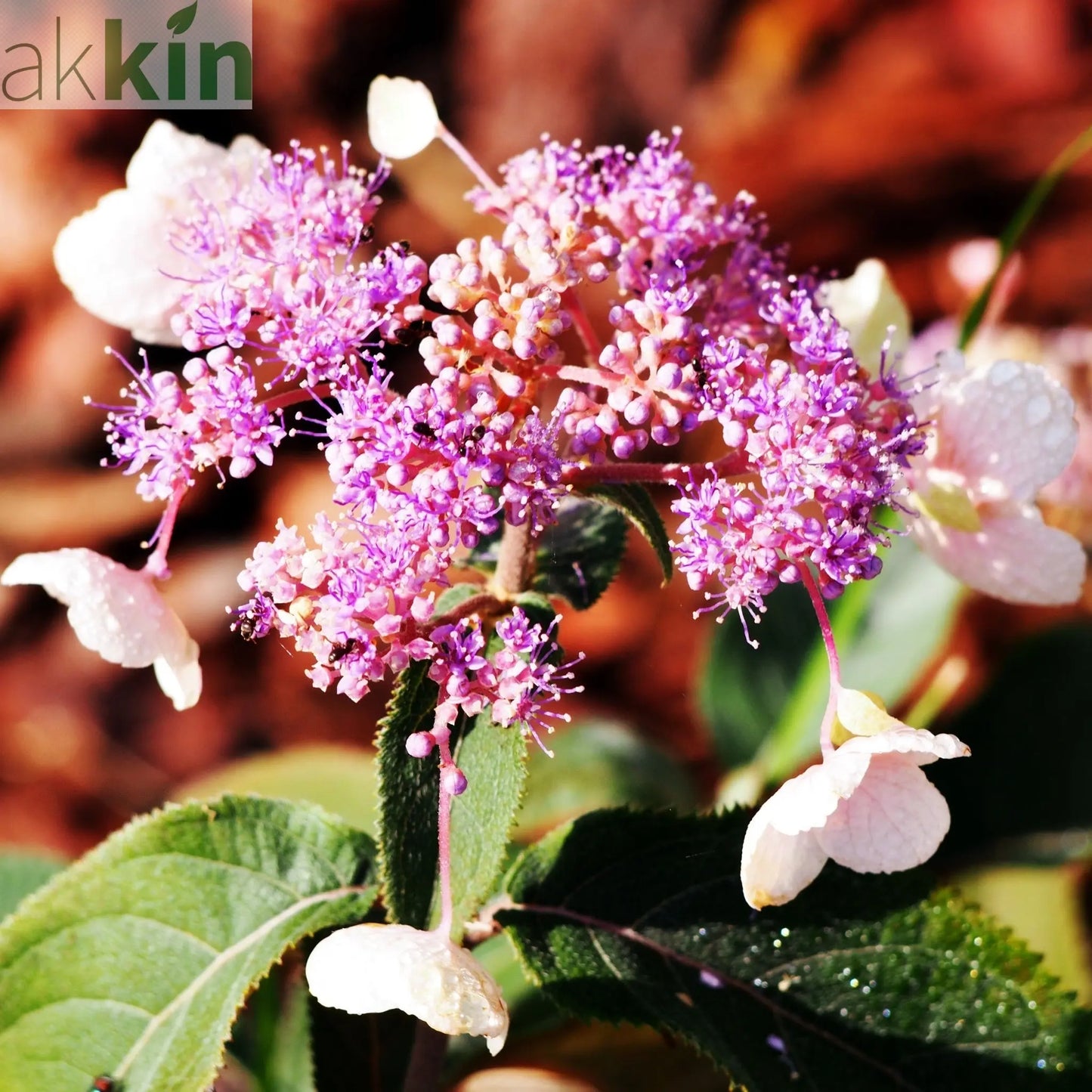 Hydrangea aspera 'Hot Chocolate' 9cm One Click Plants
