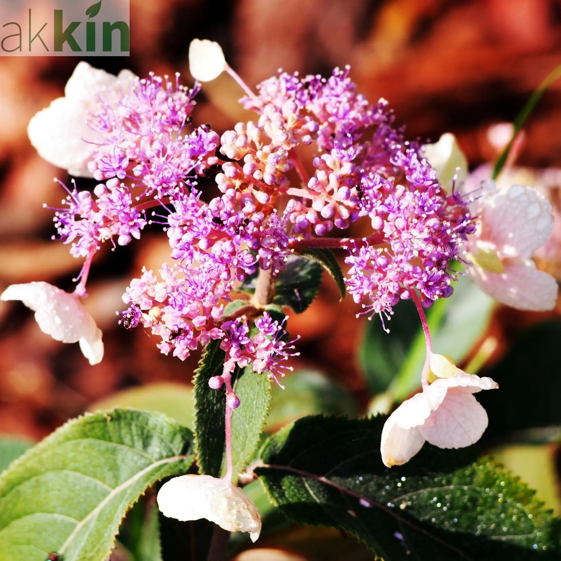 Hydrangea aspera 'Hot Chocolate' 9cm One Click Plants