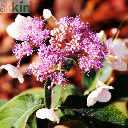 Hydrangea aspera 'Hot Chocolate' 9cm One Click Plants