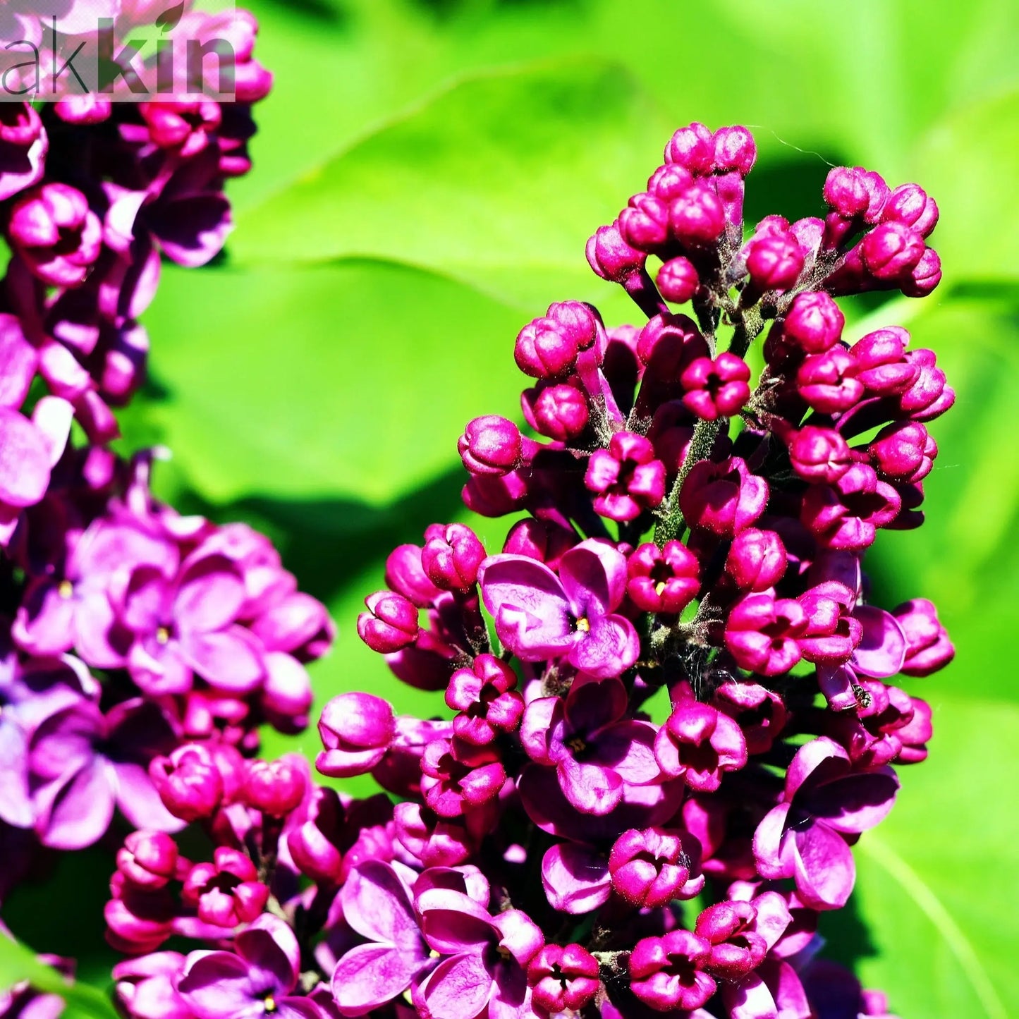 Syringa vulgaris 'Charles Joly' (Lilac) 2L One Click Plants