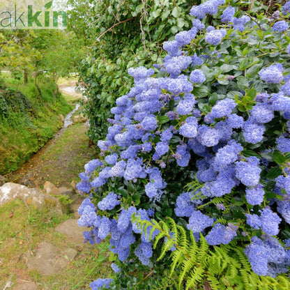 Ceanothus 'Puget Blue' (Californian Lilac) 9cm / 2L One Click Plants