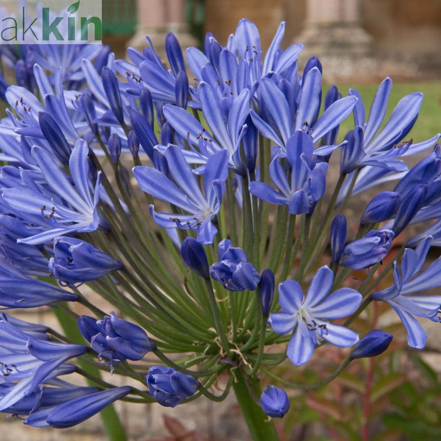 Agapanthus 'Blue Umbrella' 9cm / 2L One Click Plants