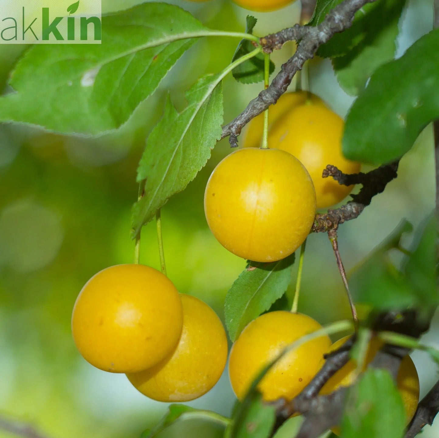 Dwarf Patio Plum Tree 'Mirabelle de Nancy' 1M One Click Plants