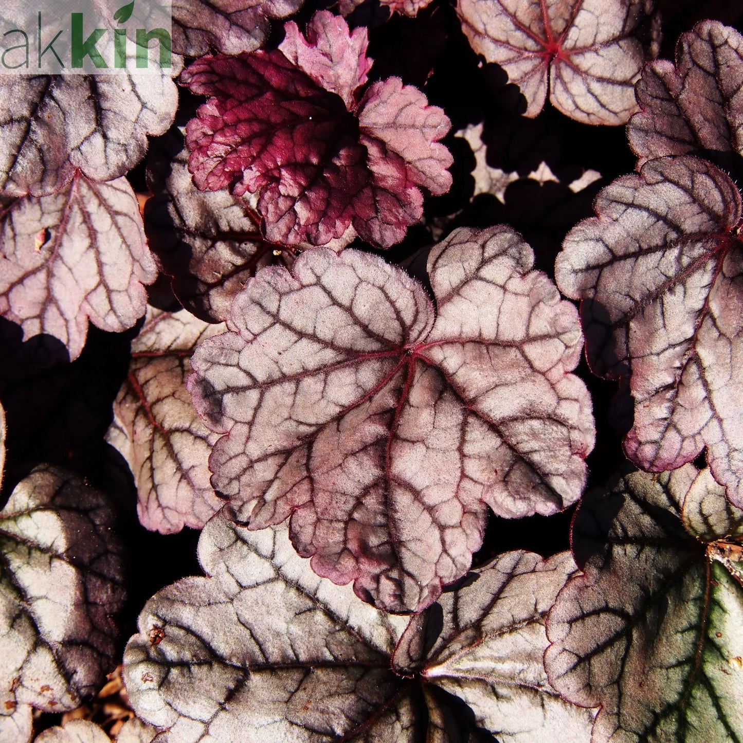 Heuchera 'Sugar Plum' 2L One Click Plants