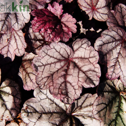 Heuchera 'Sugar Plum' 2L One Click Plants