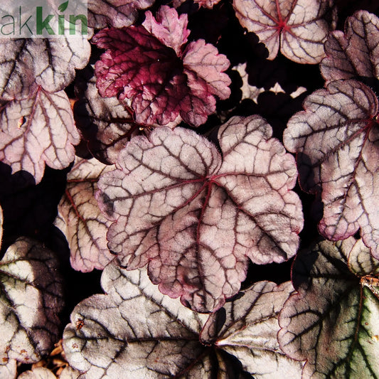 Heuchera 'Sugar Plum' 2L One Click Plants