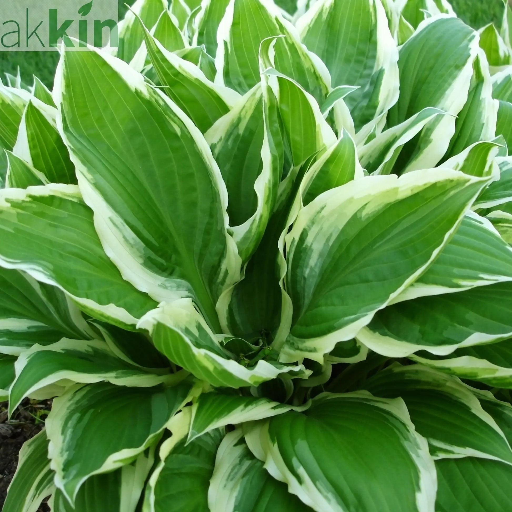Hosta 'Wide Brim' 9cm/2L One Click Plants