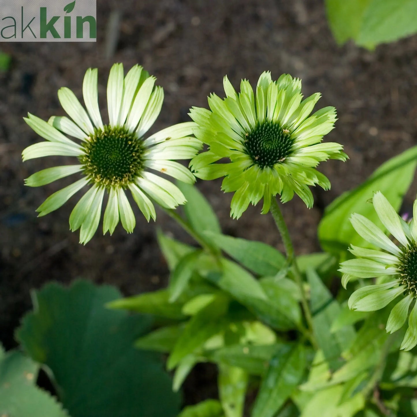 Echinacea purpurea 'Prairie Blaze Green' 9cm One Click Plants