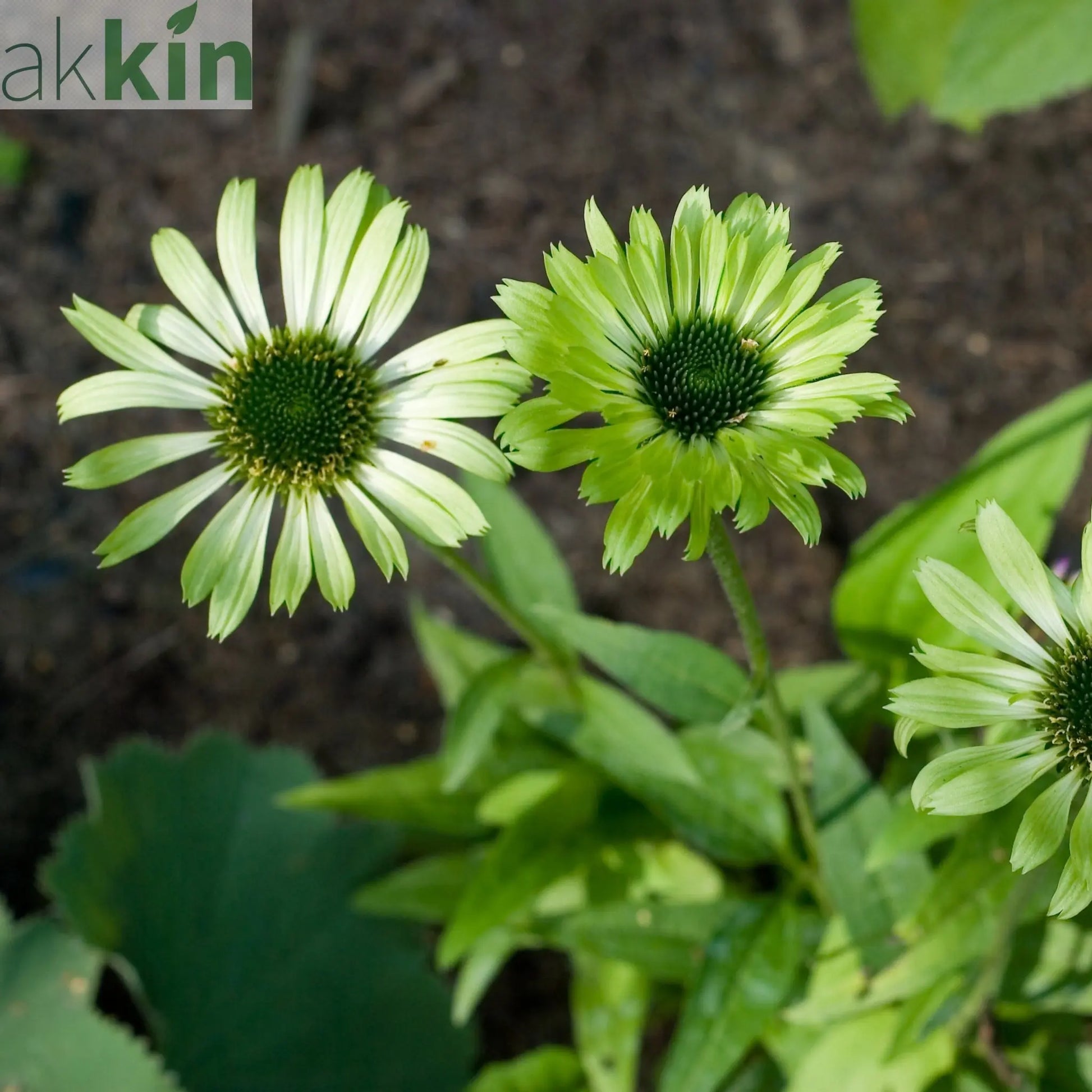 Echinacea purpurea 'Prairie Blaze Green' 9cm One Click Plants
