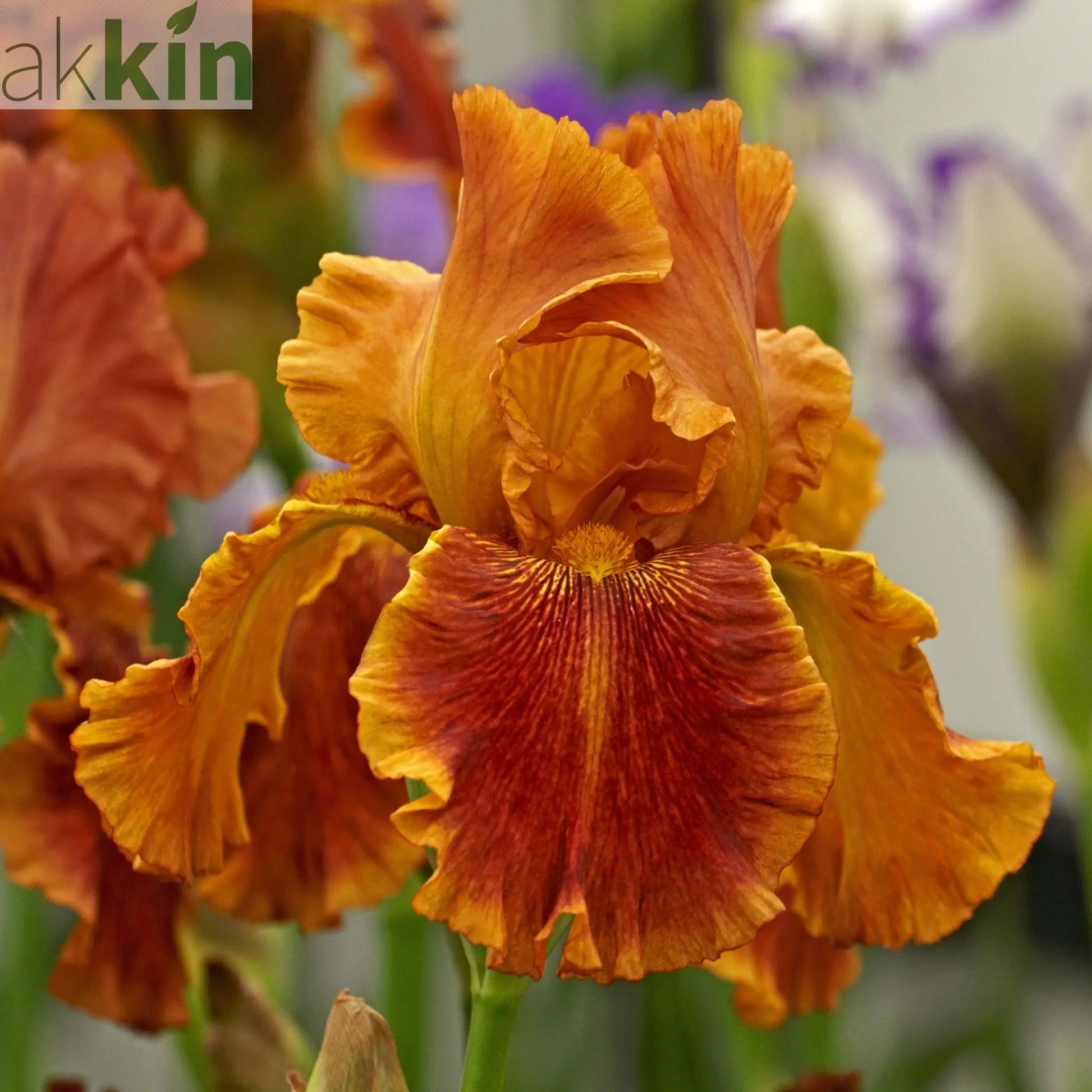 Iris sibirica 'Paprikash' 2L One Click Plants