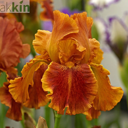 Iris sibirica 'Paprikash' 2L One Click Plants