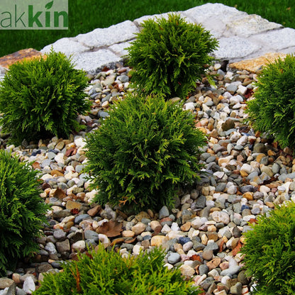 Thuja occidentalis 'Danica' 2L / 3L / 10L One Click Plants