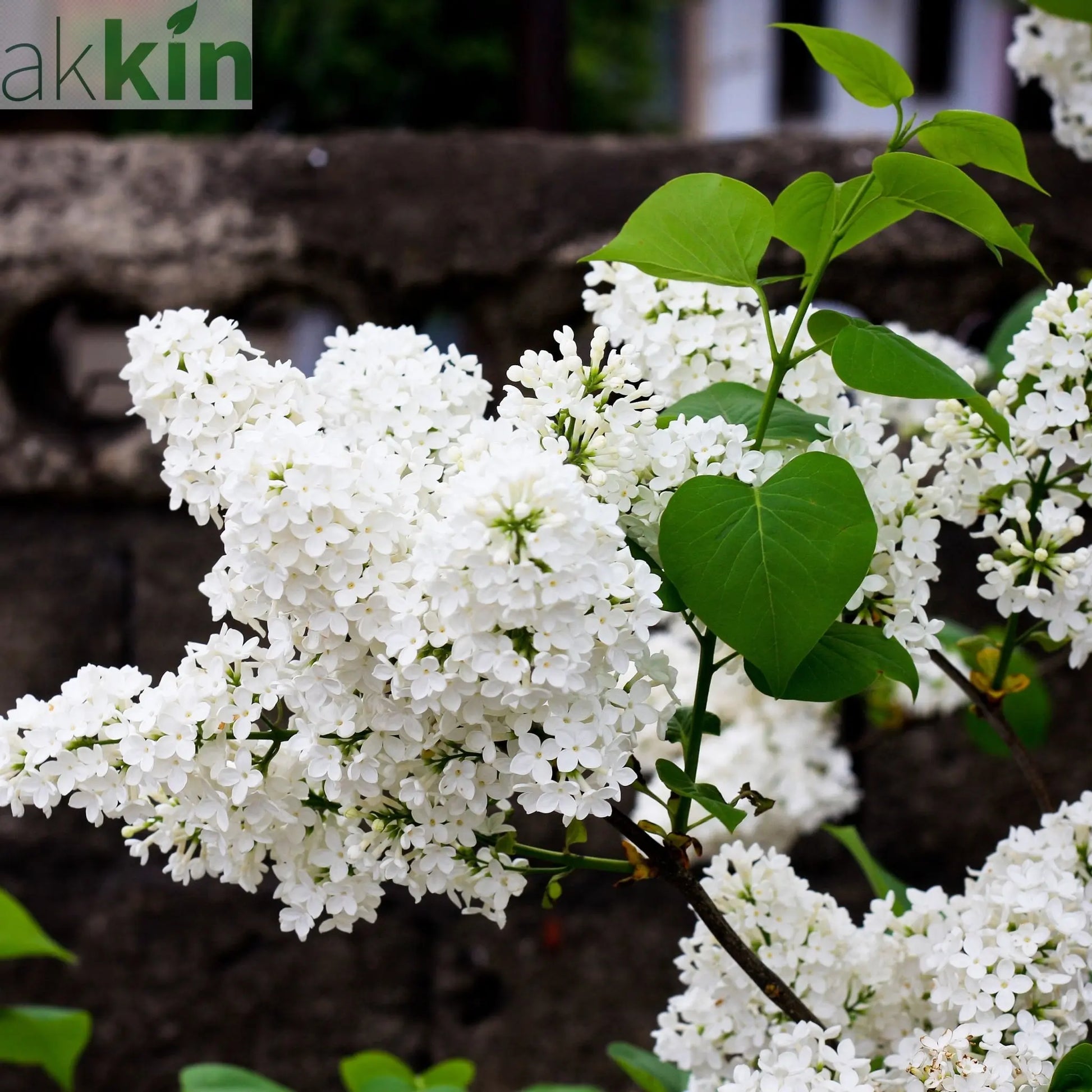Syringa 'Flowerfesta White' Mini/Dwarf Lilac 4.5L One Click Plants