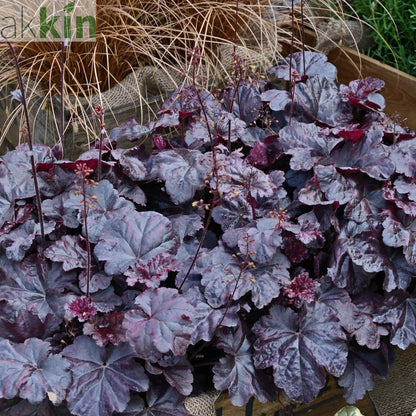 Heuchera 'Obsidian' 2L One Click Plants