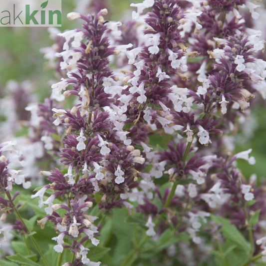Nepeta grandiflora 'Dawn to Dusk' 9cm One Click Plants