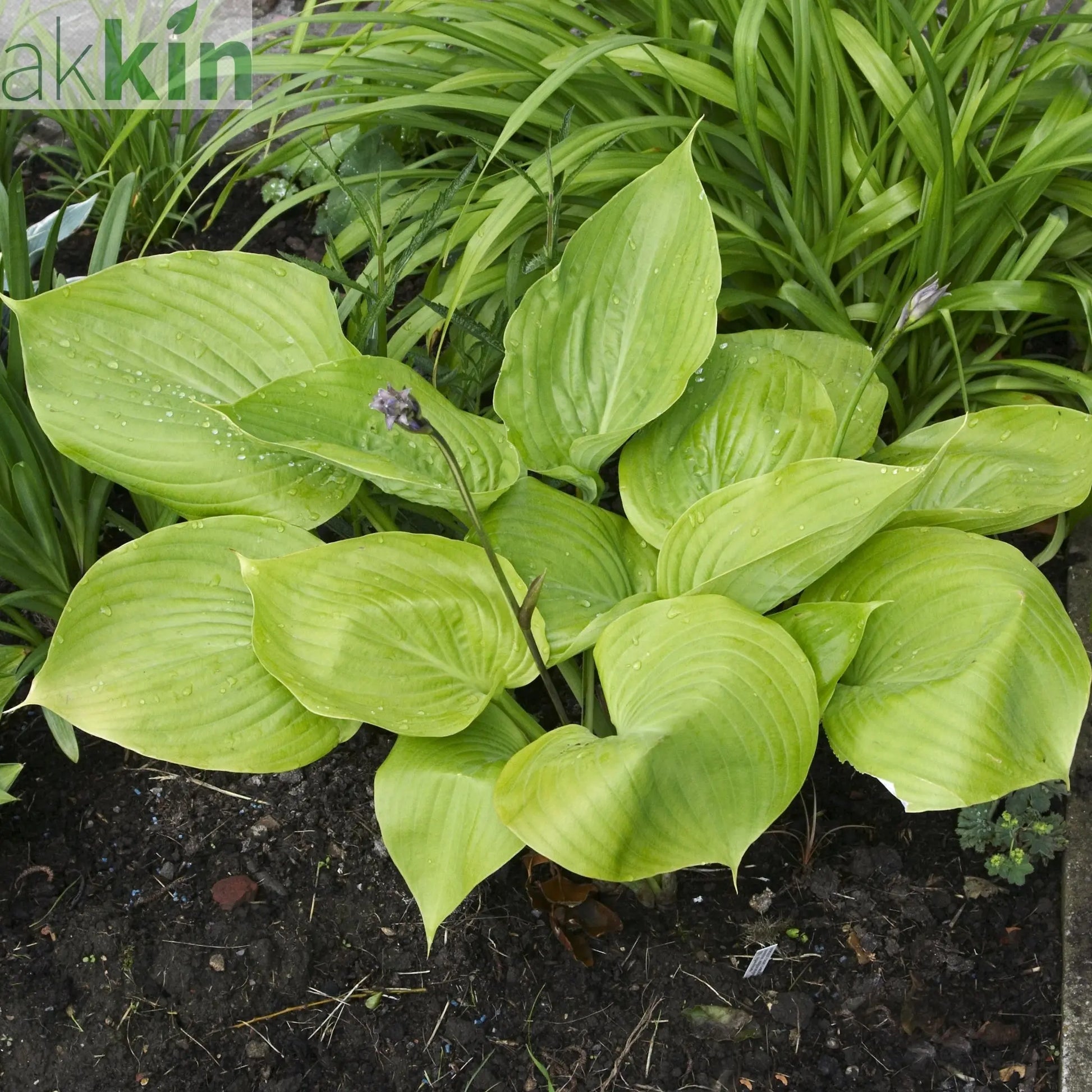 Hosta 'Sum and Substance' 9cm One Click Plants